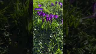 Crocuses we planted in grass🪻🪻nature mscbotany flowers worldofplants viralshorts tulipfever [upl. by Canning]