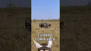 CUIDADO COM A VACA [upl. by Aizan]