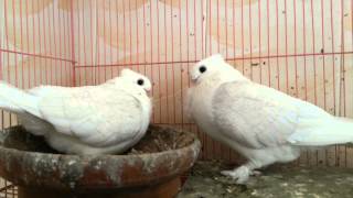 Oriental Frill Satinette Pigeon Video [upl. by Acinad]