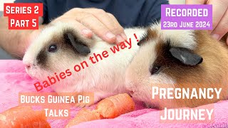 Part Five  We do indeed have a PREGNANT Guinea Pig  Recorded 23rd June 2024 [upl. by Nirhtak]