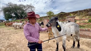 Así es Rancho San Juan Creadores De Ganado Brahmán Rojo Americano Y Sardo Negro rancho sanjuan [upl. by Flaherty]