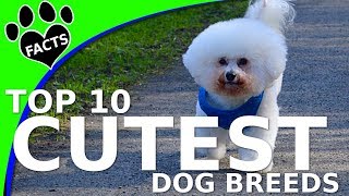 Top 10 Cutest of All Small Dogs in the World  Dogs 101 [upl. by Ahsenrac]