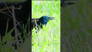 Grackle… birdsnatureshortvideo photographytrendingwildlife birdwatchingnaturephotography [upl. by Twitt]