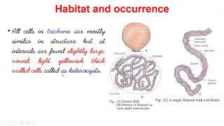 Nostoc  Occurrence  Morphology  Structure and Reproduction  Biology Class 11 [upl. by Ottavia]