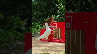 new bird trap using cardboard box shorts [upl. by Aina406]