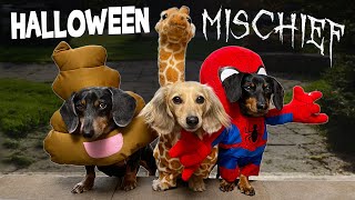 HALLOWEEN MISCHIEF  Cute amp Funny Wiener Dogs Go Trick or Treating [upl. by Amabil]