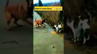 Cat vs Dog real fight war street fight [upl. by Blase]