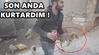 YAVRU KÖPEĞE SALDIRDI  SON ANDA KURTARDIK [upl. by Yekcor]