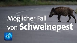 SchweinepestVerdacht Landwirtschaftsministerin Klöckner äußert sich [upl. by Secnirp]