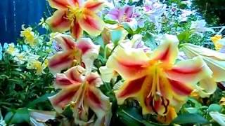 Urban garden with perennials and lilies during Spring in Kentucky USA [upl. by Bautista201]