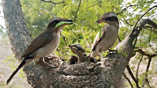 Parent Woodbird paying their full time on babies growth BirdPlusAnimals [upl. by Carlynn]