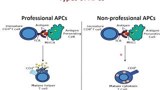 antigen presenting cells APCs  Lecture 29  general microbiology ampimmunology  Prof Noha Afifi [upl. by Ahtamas]