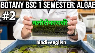 algae शैवाल  क्लोरोफायसी bsc 1 semester botany [upl. by Evyn698]