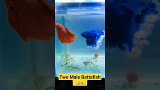 Betta Fish Fight  Two Fighter fish in same aquarium [upl. by Narine]