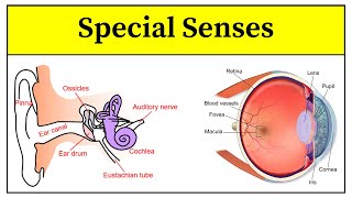 Special Senses Anatomy And Physiology In Urdu  Eye And Ear Structure And Function In Hindi [upl. by Eimyaj]