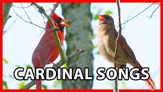 Northern Cardinal Songs and Sounds  Female Cardinal Song [upl. by Eixor]