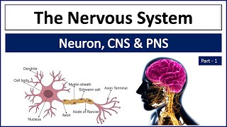 Nervous System  Central and Peripheral Nervous System  CNS amp PNS  Neuron  Organs of Nervous Sys [upl. by Monroe838]