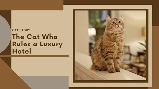 How This Cat Became the Star Attraction In A 5Star Hotel [upl. by Faro]