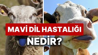 MAVİ DİL HASTALIĞI NEDİR NASIL BULAŞIR VİRÜS İNSANA BULAŞIR MI BELİRTİLERİ NELER TÜM AYRINTILAR [upl. by Sutphin19]