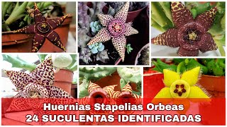 Huernias stapelias y orbeas las 24 Suculentas con Nombres Científicos huernia orbea stapelia [upl. by Ahsea]