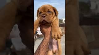 French matchstick puppy for sale 😱viralvideo puppy dogs [upl. by Agate]