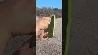 ¿ Sabías que 🌵🌵parati plantas frutales foryou nopales nopal higos fruticultura cosecha [upl. by Paff]