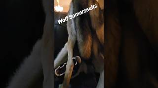 Wolf Puppy Somersault petwolf wolfpup wolfdog [upl. by Hsoj946]