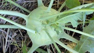 How and When to Harvest Kohlrabi from your Garden [upl. by Ongineb]