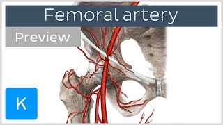 Femoral artery course and branches preview  Human Anatomy  Kenhub [upl. by Alig847]