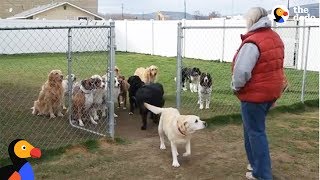 Good Dogs Wait For Their Names To Be Called  The Dodo [upl. by Winstonn]