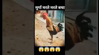 Murga marte marte bachatrending funny comedy funny youtubeshort subscribe and likecomedy 🙏😔😭 [upl. by Baptist]