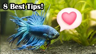 How To Create A Bond With Your Betta Fish [upl. by Ayekan411]