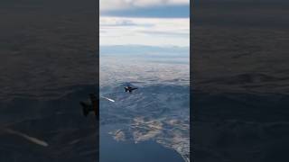 Dropping cluster bombs dcs gameplay shorts short shortvideo reels reel gaming games gamer [upl. by Chaim764]