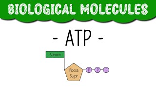 A Level Biology quotATPquot [upl. by Amo]