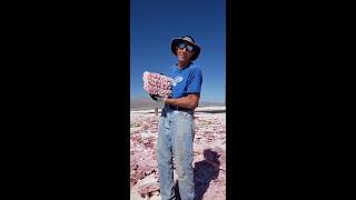 Pink Halite Crystal Collecting Trona California 2024 [upl. by Alahs]