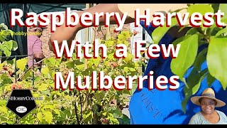 Raspberry Harvest With A Few Mulberries  catshobbycorner [upl. by Jarv685]