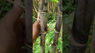 विशेषता पहचानkisanchetna sugarcane farming variety 86032 performance shortvideo [upl. by Berstine]