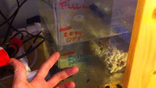 Reef tank ATO DIY auto top off do it yourself [upl. by Ahsan586]