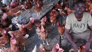 Élevage de poulets pondeuse et production dœufs [upl. by Bithia]