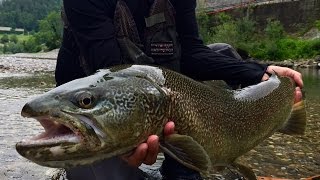 quotTEASERquot HUGE MARBLE TROUTS  JUNE 2015  SLOVENIA [upl. by Atiuqihs262]