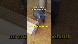 Cute Mouse Finds Snack petmice fancymouse funnymouse [upl. by Yvad]