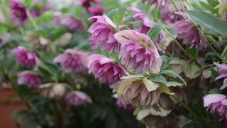 Hellebore Breeding  Walters Gardens [upl. by Gwenore]