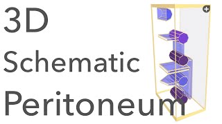 Peritoneum  3D Schematic Anatomy amp Relations [upl. by Nylyrehc]