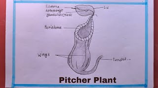 The Real Secret to Drawing a Pitcher Plant Step by Step [upl. by Crist192]