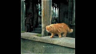 😼 Crookshanks 🐾🐈 [upl. by Eityak]