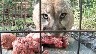 How to Feed 100 BIG CATS [upl. by Ycat595]