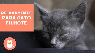 Como fazer FILHOTE DE GATO DORMIR [upl. by Susejedesoj]