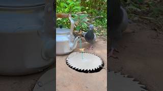 Technique Create Pigeon Trap  amazing Bird Trap shorts [upl. by Onfre]