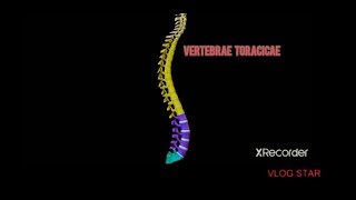 Omurga anatomisi 3 bölüm vertebrae thoracicae [upl. by Dahl]