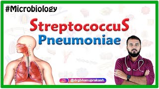 Streptococcus pneumoniae  Bacteriology  Medical Microbiology [upl. by Drawde]